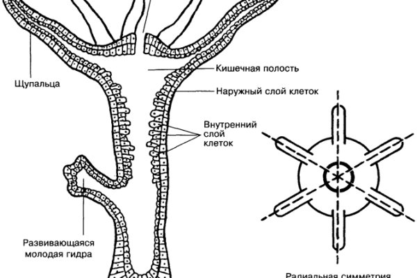 Кракен тор ссылка онион